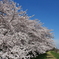 満開の桜