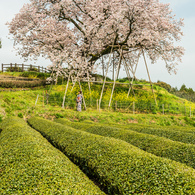 吉田の百年桜-5