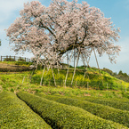 吉田の百年桜-7