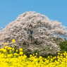 馬場の山桜-12