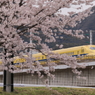 桜とさくら -featuring Dr.yellow-(4/5)