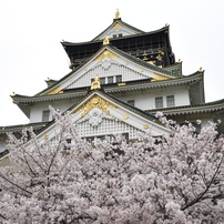 桜　2015春　大阪