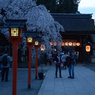 桜の平野神社