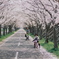 桜ロードの午後