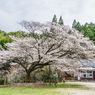 旧久保山分校の山桜-3