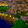 夜桜8