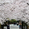 学校帰りのお花見