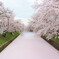 桜のカーペット