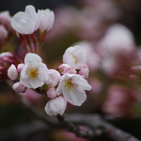 桜花2015-1