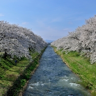 舟川桜づつみ（上流側）