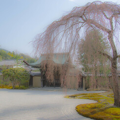 高台寺の庭