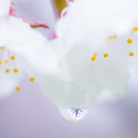  春の雫