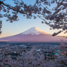 夕景富士、桜花に囲まれて