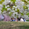 桜の下で♪