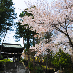 正福寺の桜