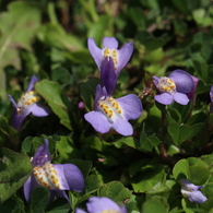 苔に花が咲く！？