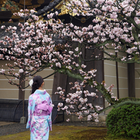 京の桜・・・雨