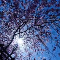 京の桜・・・晴れ