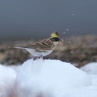 雪遊び