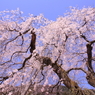 しだれ桜