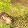 生まれたて