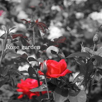 Rose garden　2015