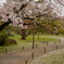 桜吹雪