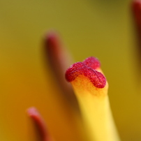 街の花