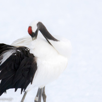 北海道道東の野鳥