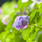 住吉自然公園の紫陽花１