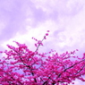 海に咲く桜