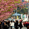 桜吹雪