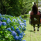 She and Hydrangea