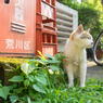 荒川区の路地猫