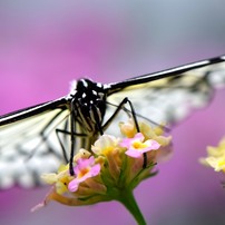 新「お写ん歩其の一」