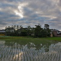 美しき田