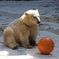 日本平動物園のしろくまくん