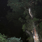 縄文杉とオリオン座