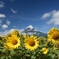 夏の富士と夏の花
