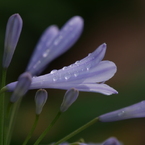 雨上がり