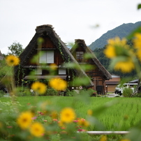 Otusで撮る！白川郷の夏（2015年8月）