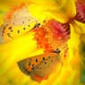 花飾りの蝶