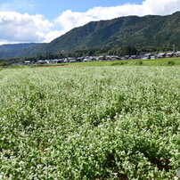 湖畔の散歩・ソバの花・箱館山