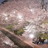 岡崎城からの夜桜