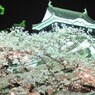 岡崎城の”夜桜” 