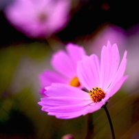 2015晩秋：秋桜と花貫の紅葉