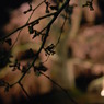 祇園の夜桜　