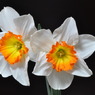 Two Daffodils
