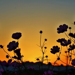 秋桜哀歌ー夕焼けに浮かぶ