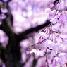 桜ノ雨